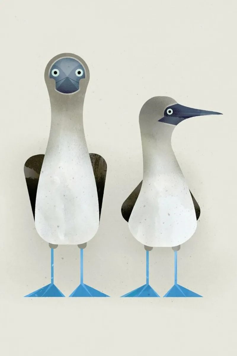 Blue Footed Boobies poster con telaio in legno da Dieter Braun