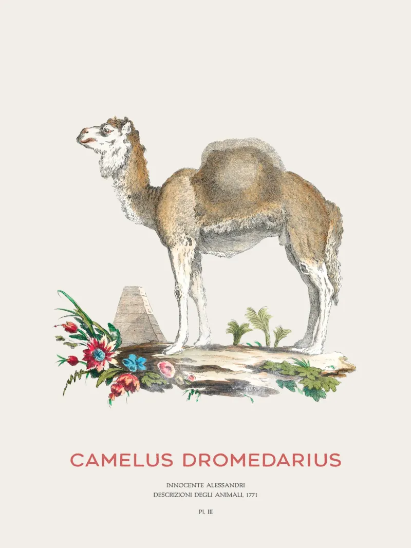 Cammello con una gobba Arte naturalistica d'epoca poster con telaio in plastica da Vintagrafica