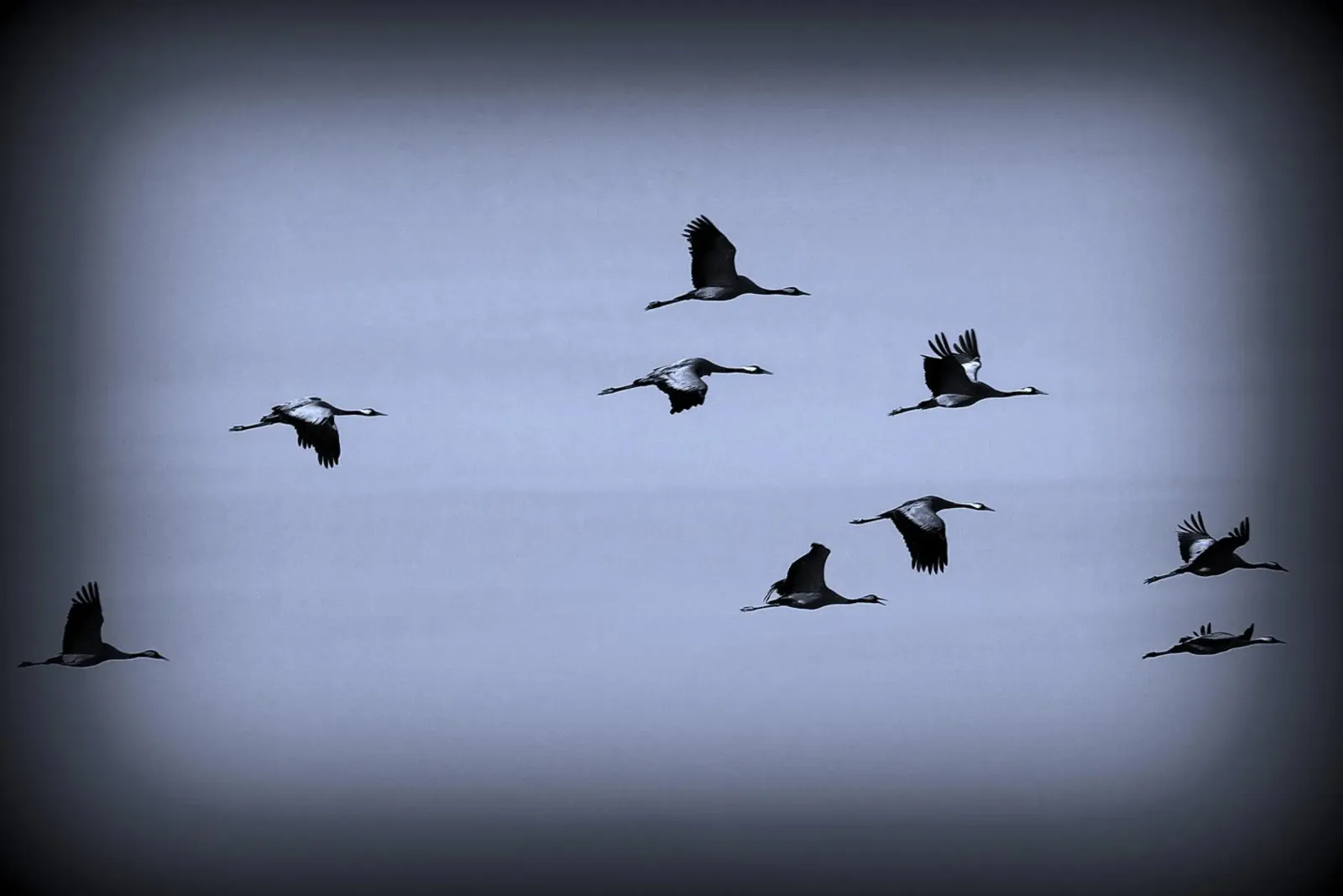 BW55 pellicola backlit da Thierry vobmann photography