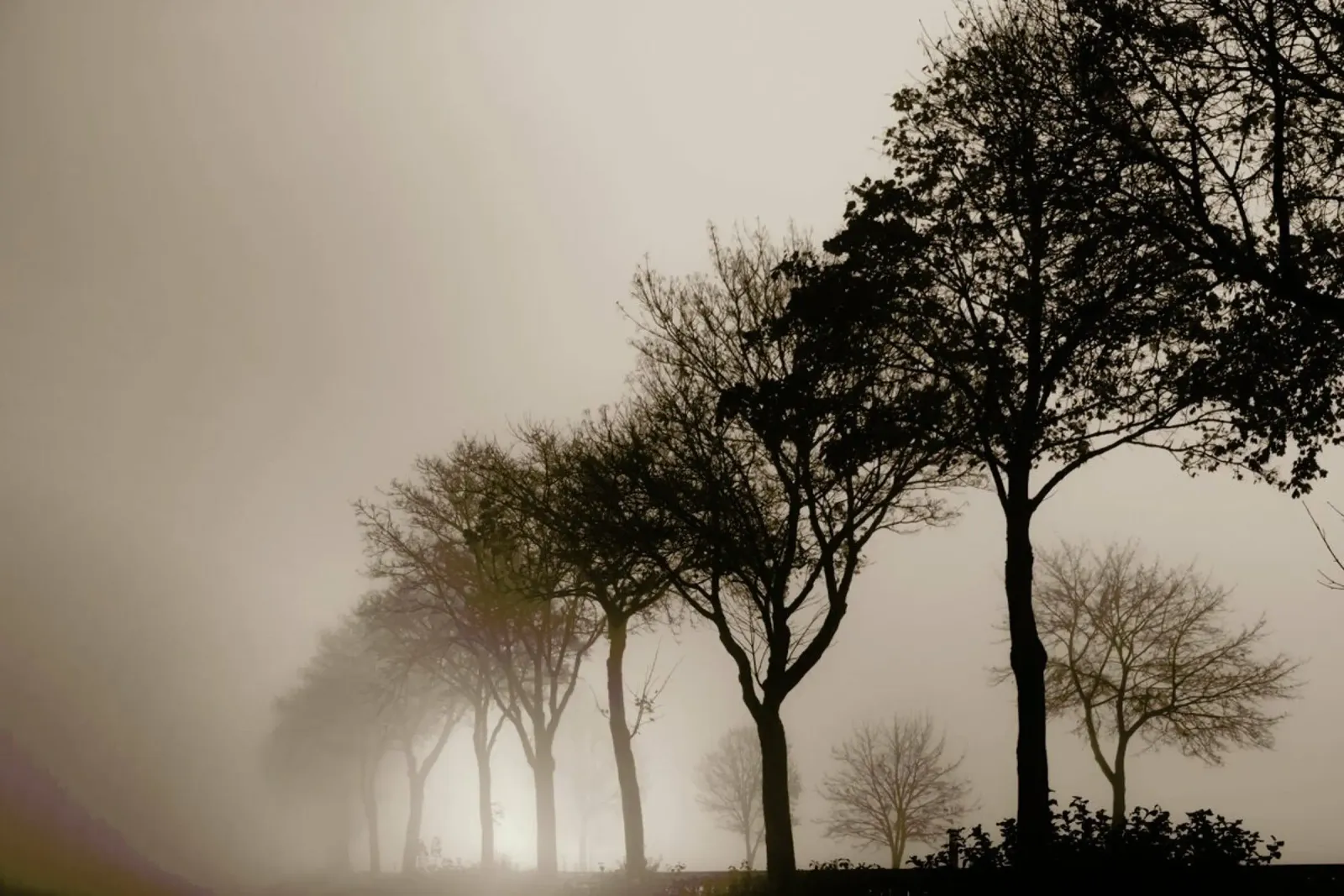 Brown Trees pellicola backlit da Monika Strigel