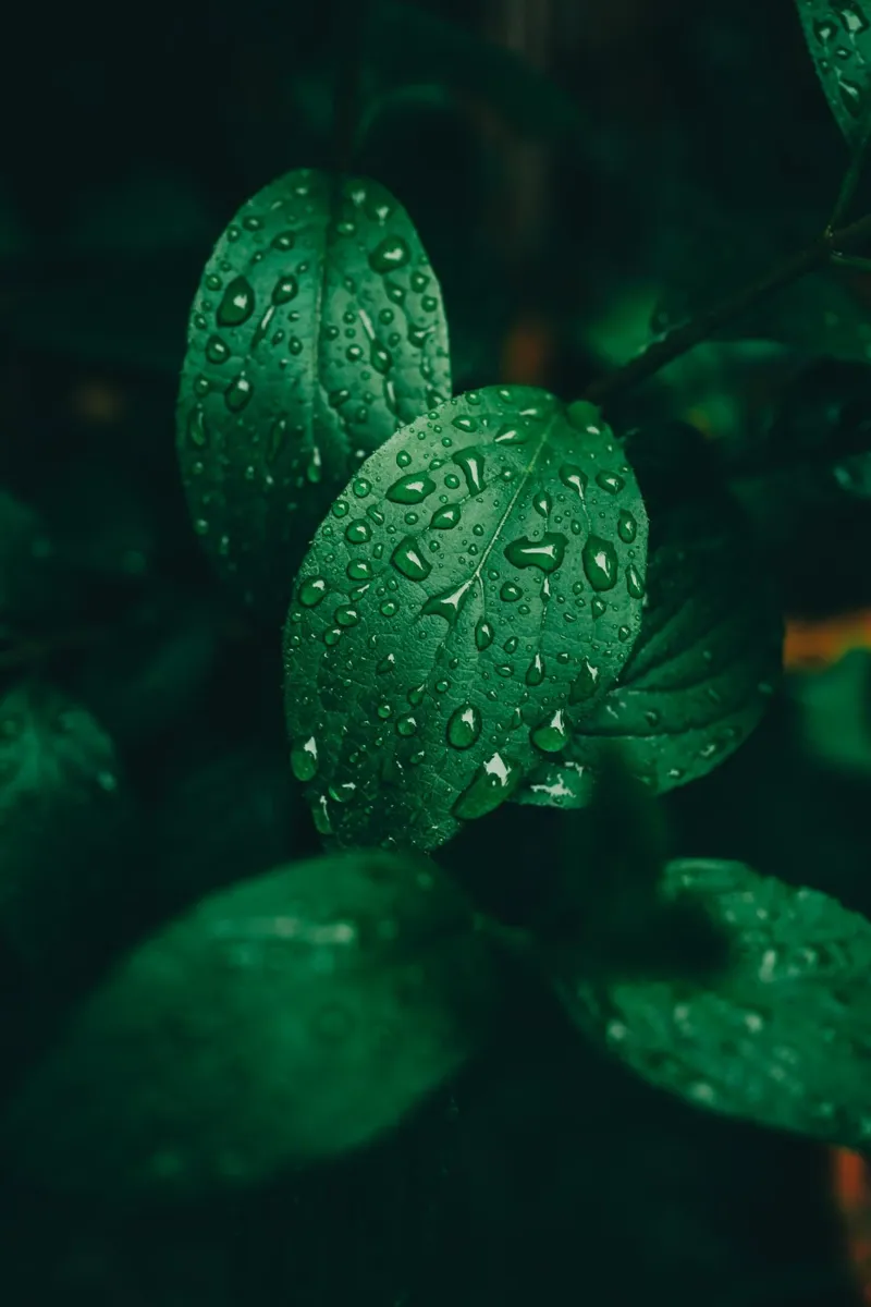 Dark leaf with raindrops - Moody macro plant photo hahnemühle by Bold and Retro