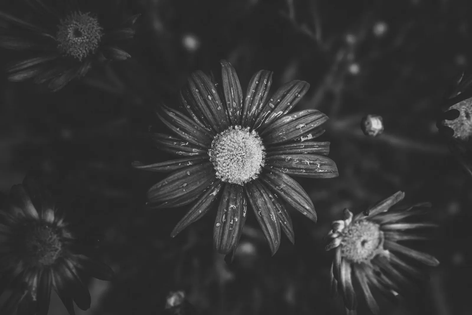 Dettaglio di un fiore in bianco e nero: immagine artistica della natura carta hahnemühle da Bold and Retro