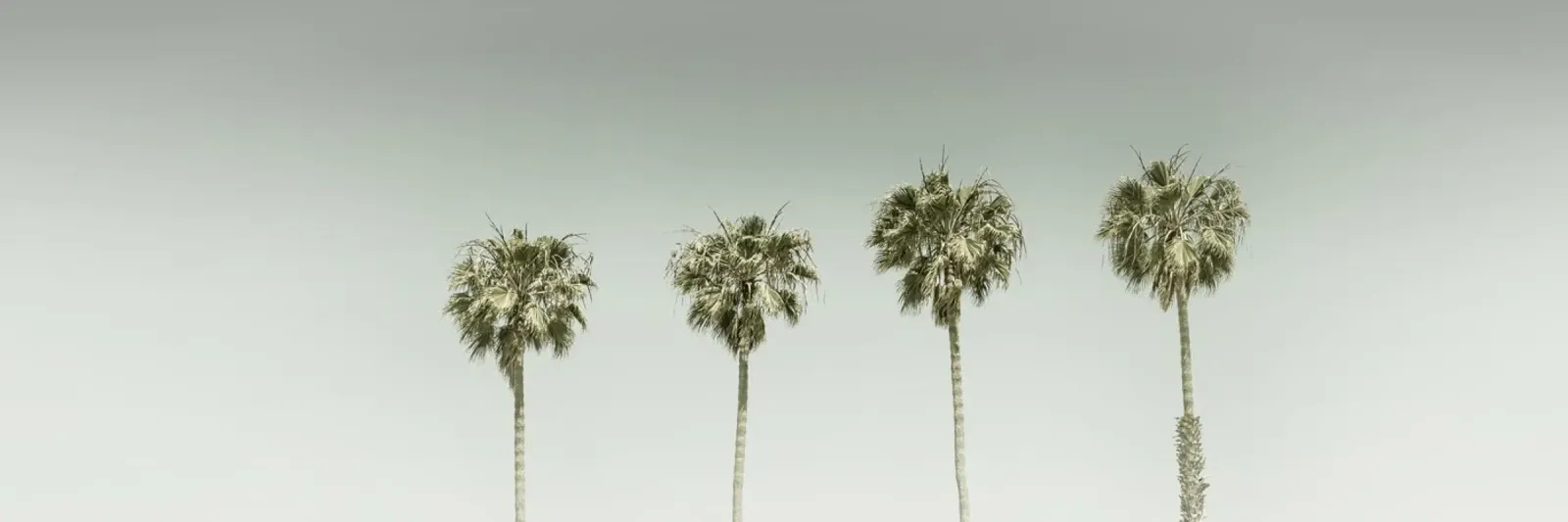 Idillio di palme d'epoca nel panorama pellicola backlit da Melanie Viola