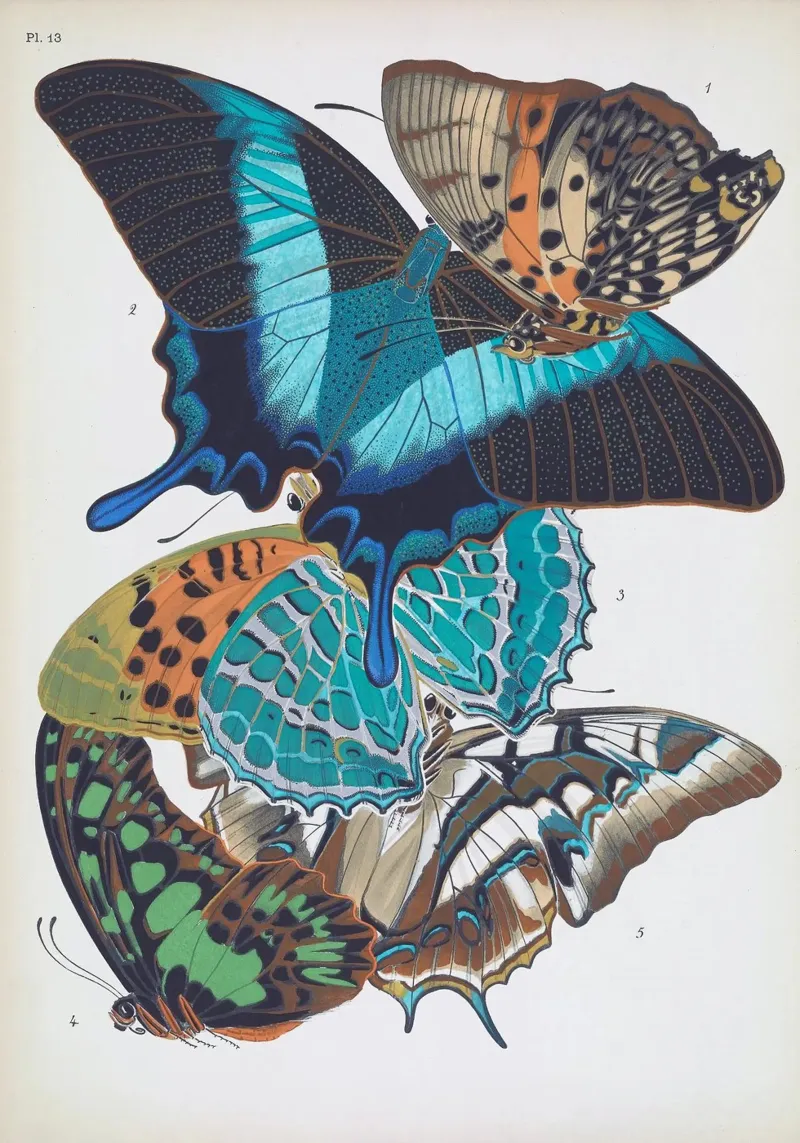 Vlindercollage alluminio dibond da vintagebotanics