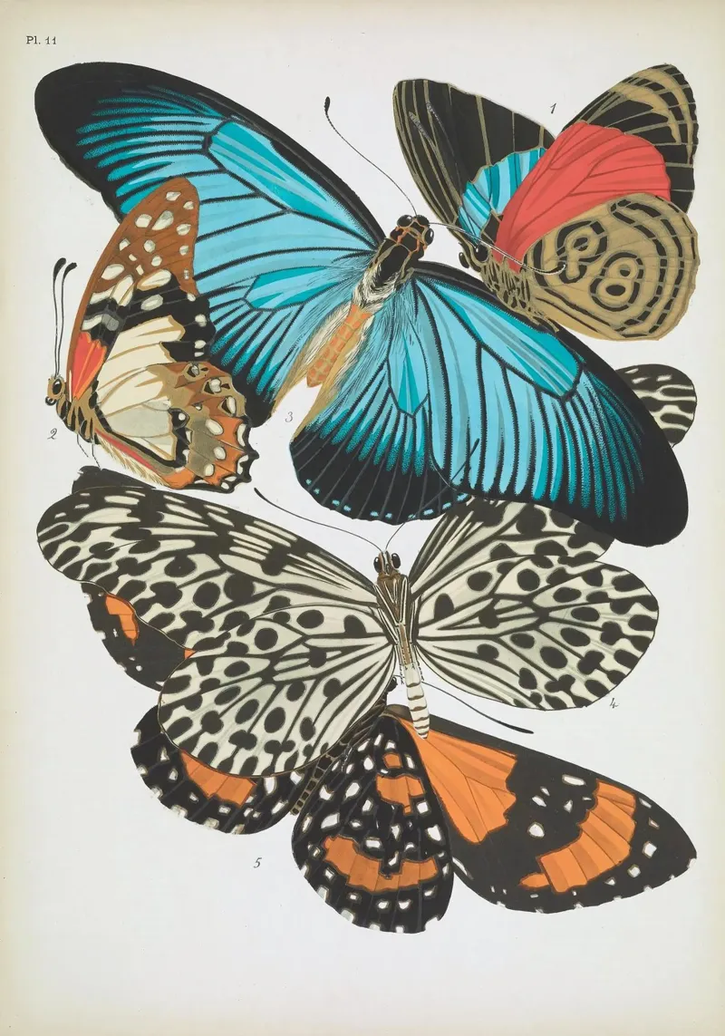 Vlindercollage carta hahnemühle da vintagebotanics