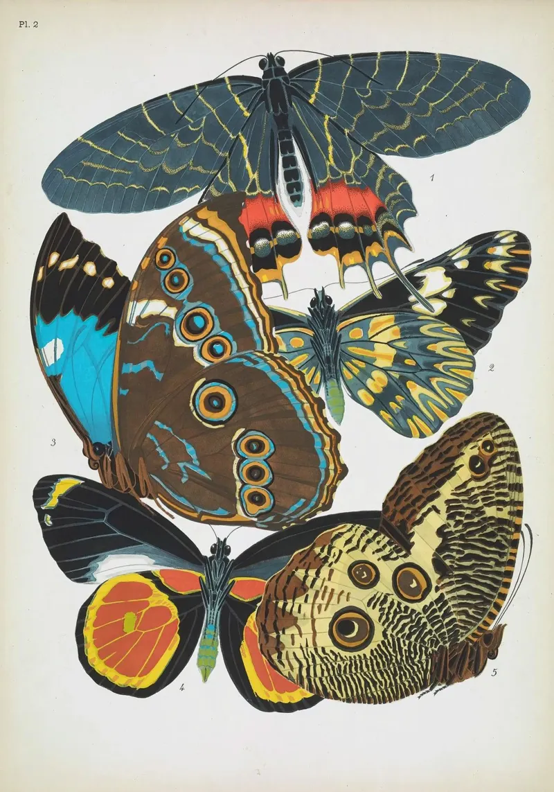 Vlindercollage alluminio dibond da vintagebotanics