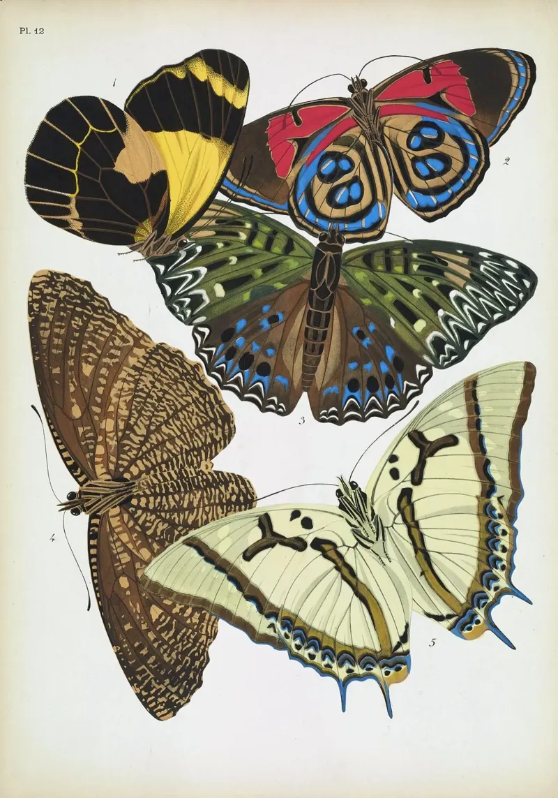 Vlindercollage alluminio dibond da vintagebotanics
