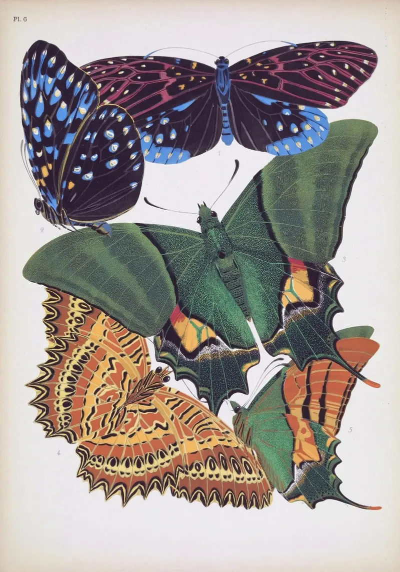 Vlindercollage alluminio dibond da vintagebotanics