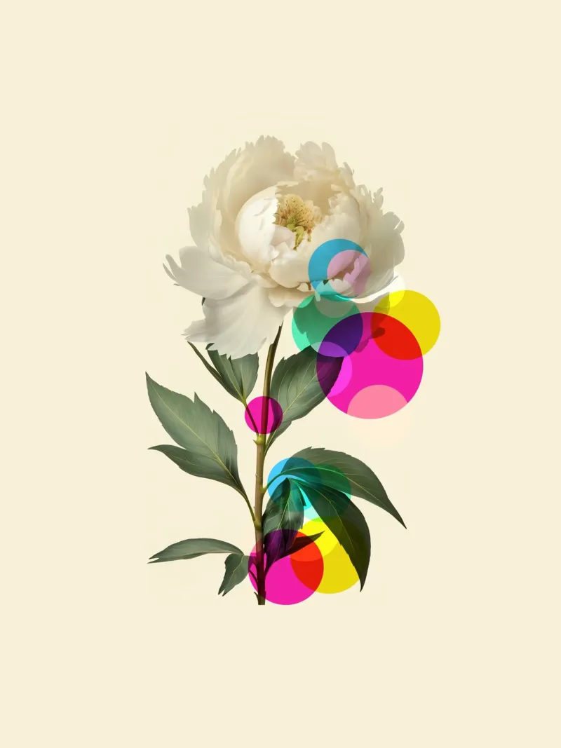 White Peony Botanical alu-dibond by Indigo Rain