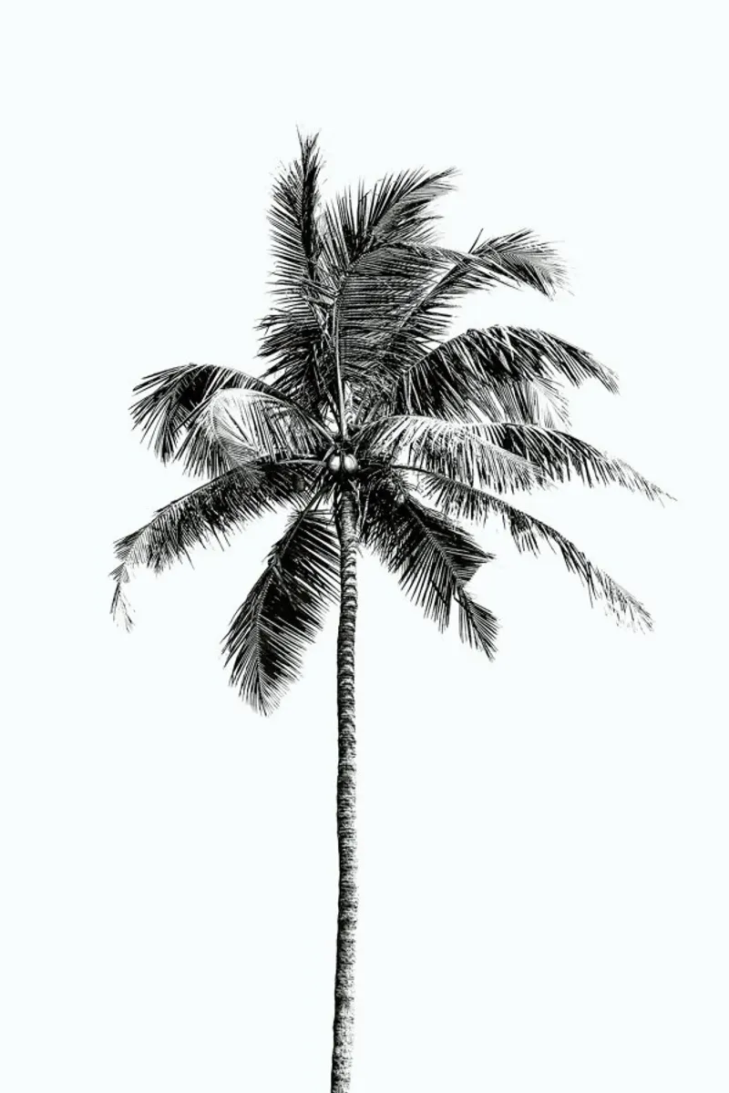 Palm Tree By The Beach 2 pellicola backlit da Victoria Frost