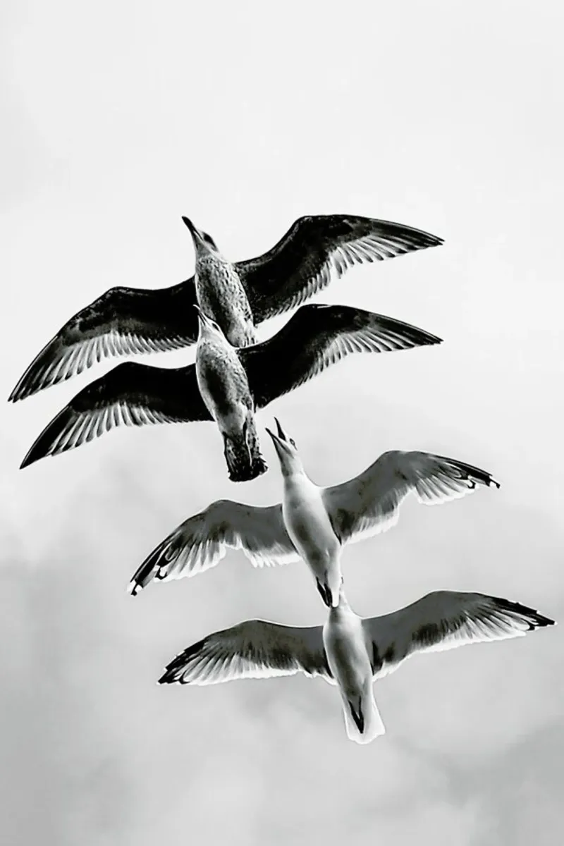 Soaring Seagulls pellicola backlit da Babett Schultze