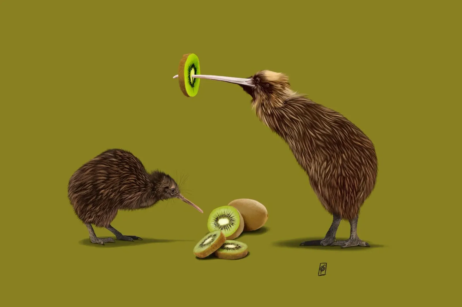 Kiwi (Colour) carta hahnemühle da Rob Art | Illustration