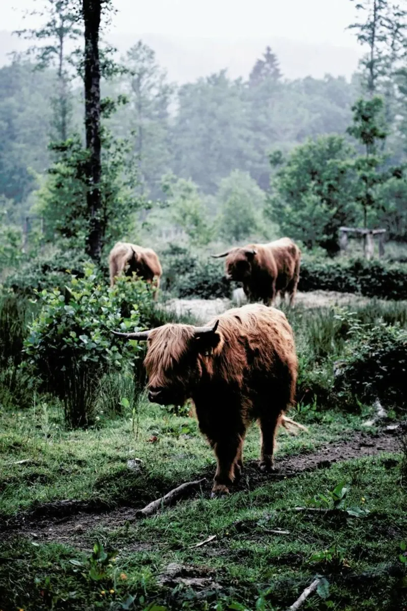 Seen But Not Herd pellicola backlit da Natural Kingdom