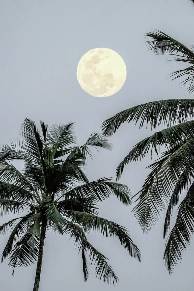 Full Moon pellicola backlit da Victoria Frost