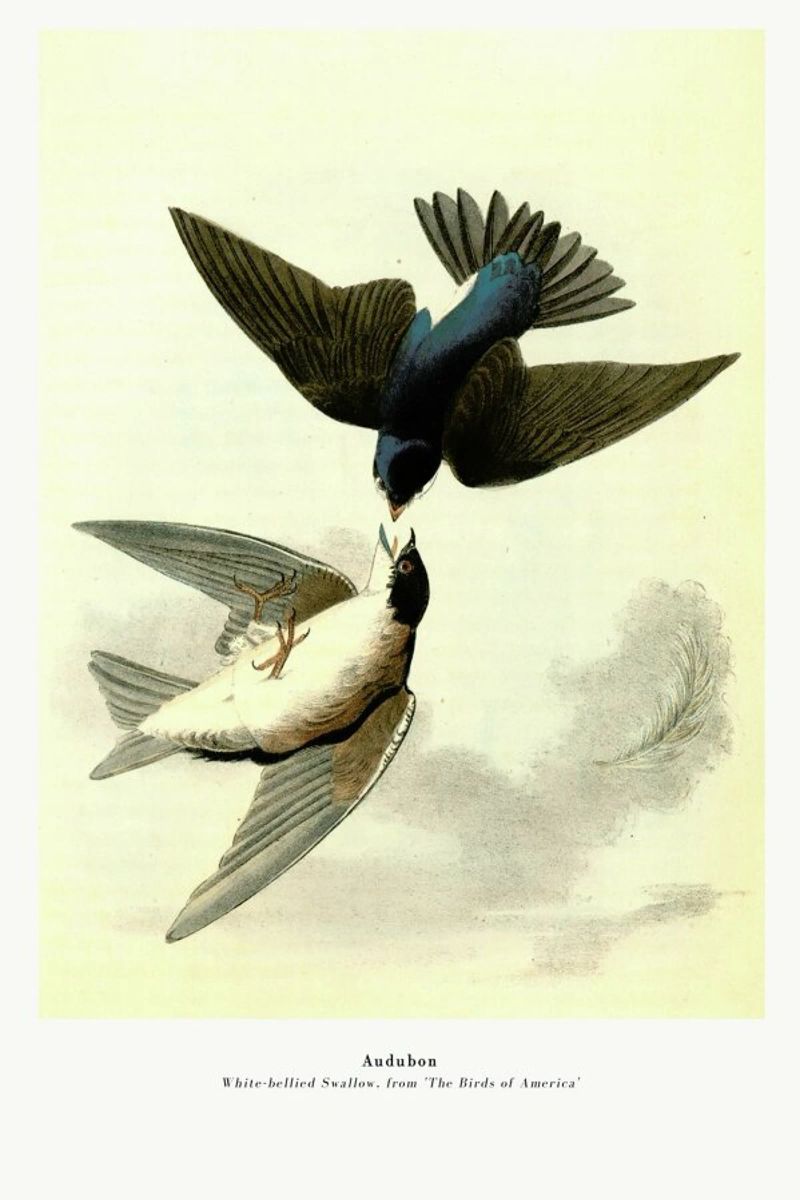 Audubon - White-bellied Swallow, from 'The Birds of America' Poster von ARTOTHEK
