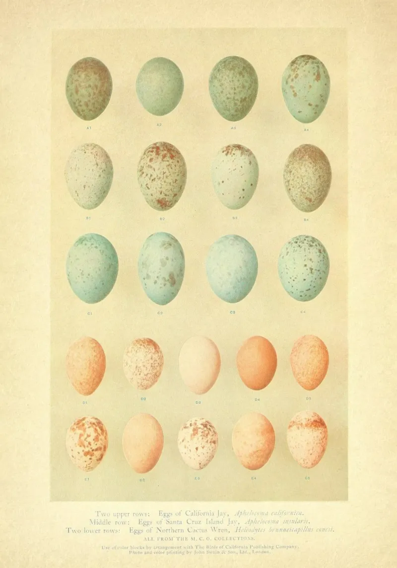 Eggs Eggs Eggs Hahnemühle von vintagebotanics