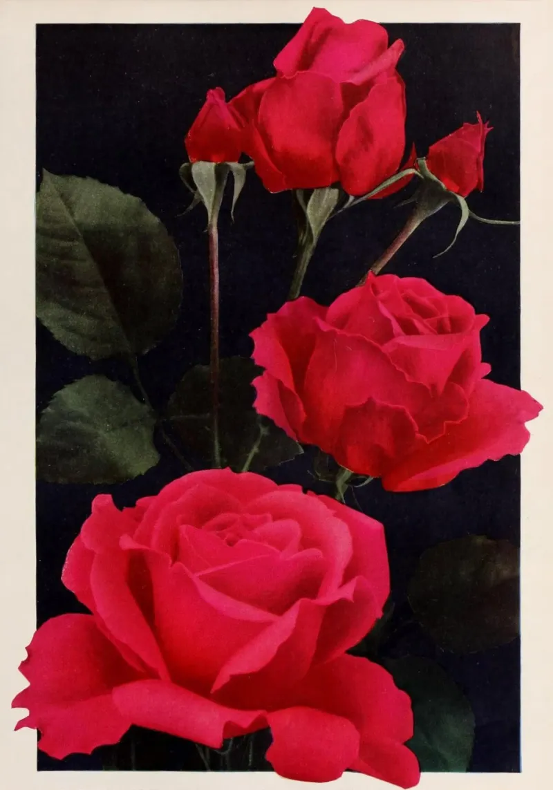 Red Wild and Thorny tela con Cornice a cassetta da vintagebotanics