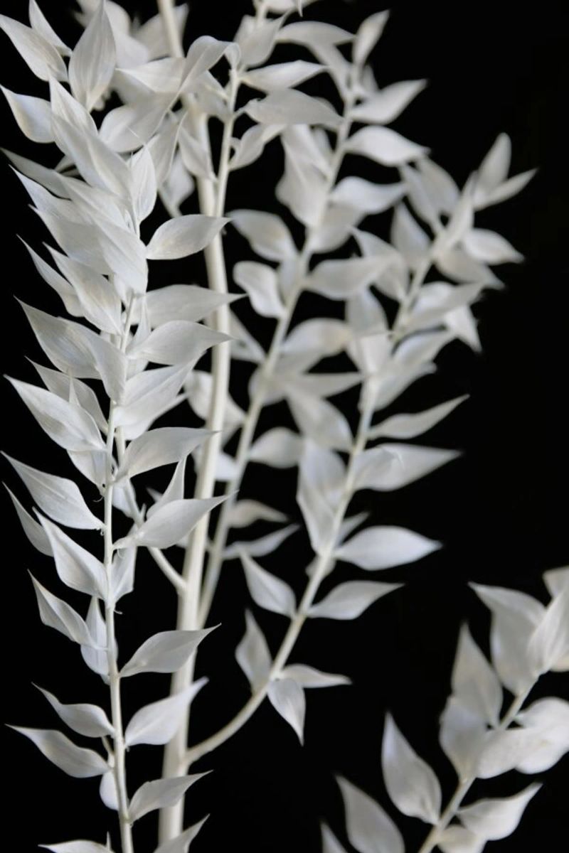 Minimal Black & White Branch pellicola backlit da Studio Nahili