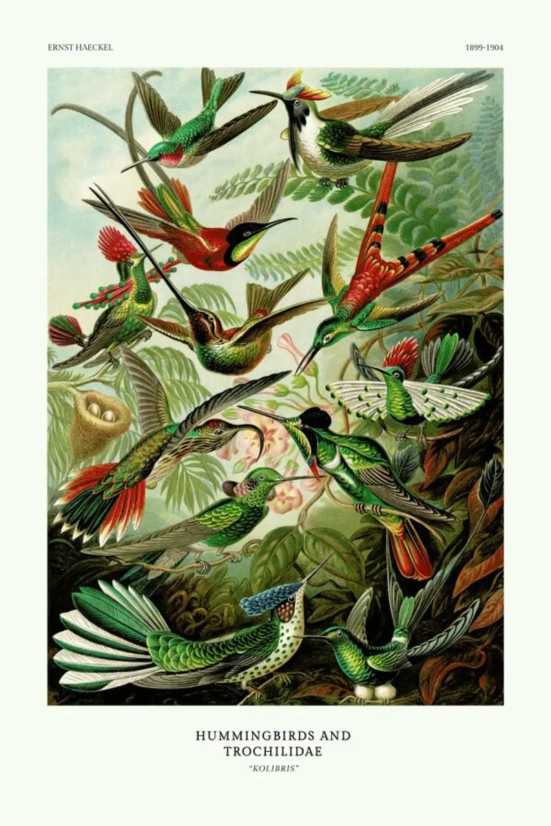 Haeckel - Hummingbirds and Trochilidae (Kolibris) pellicola backlit da ARTOTHEK