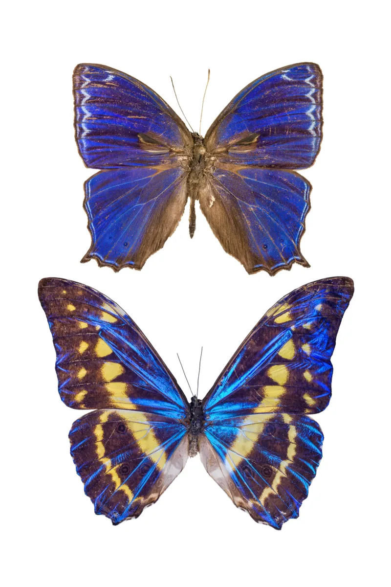 Dos mariposas moradas hahnemühle de Curious Collections by Marielle Leenders