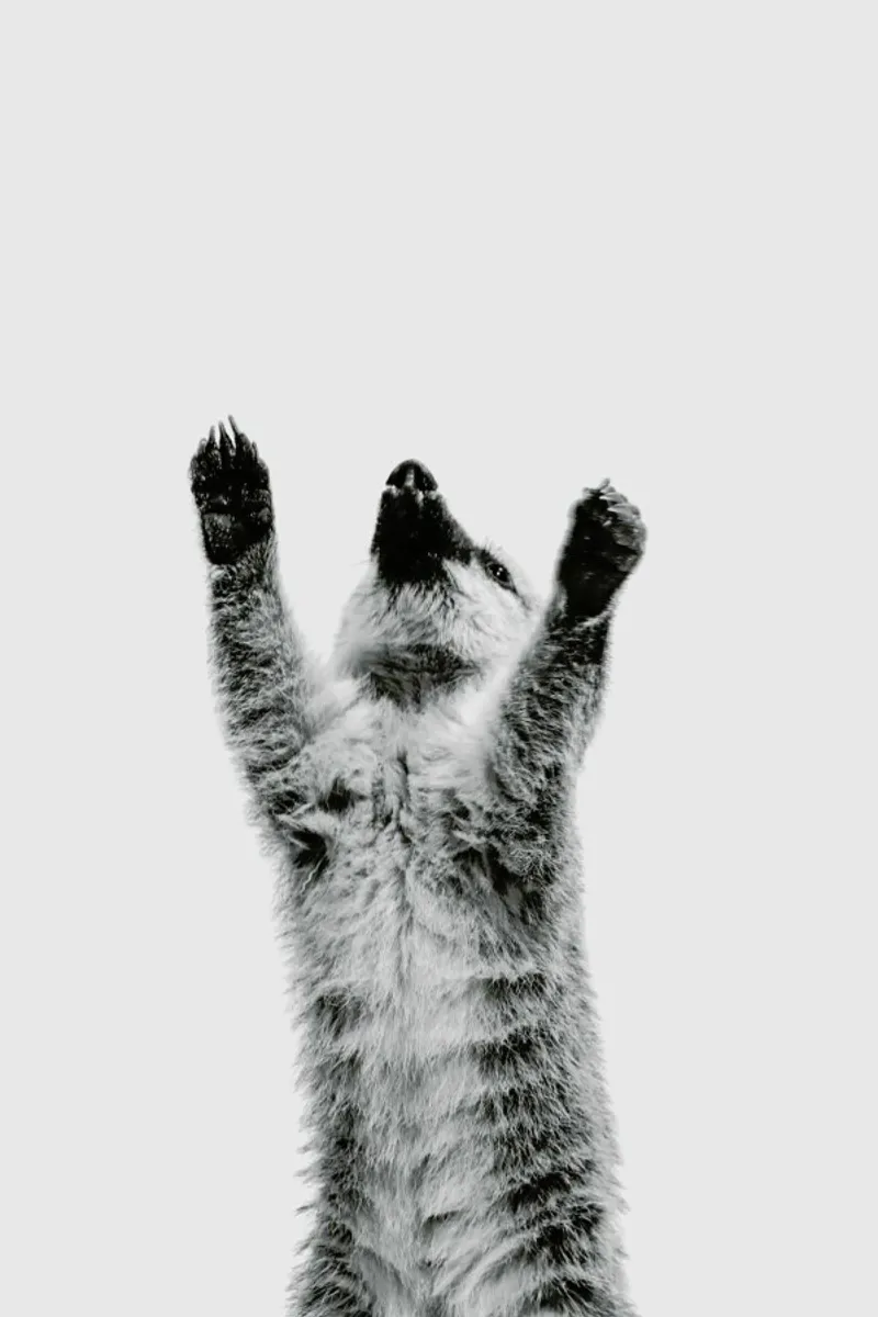 Meerkat II pellicola backlit da Paws & Claws