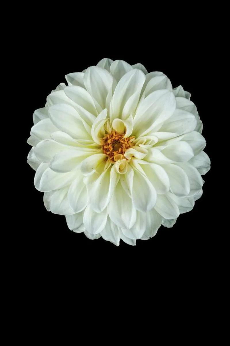 Dahlia 1 pellicola backlit da Curious Collections by Marielle Leenders