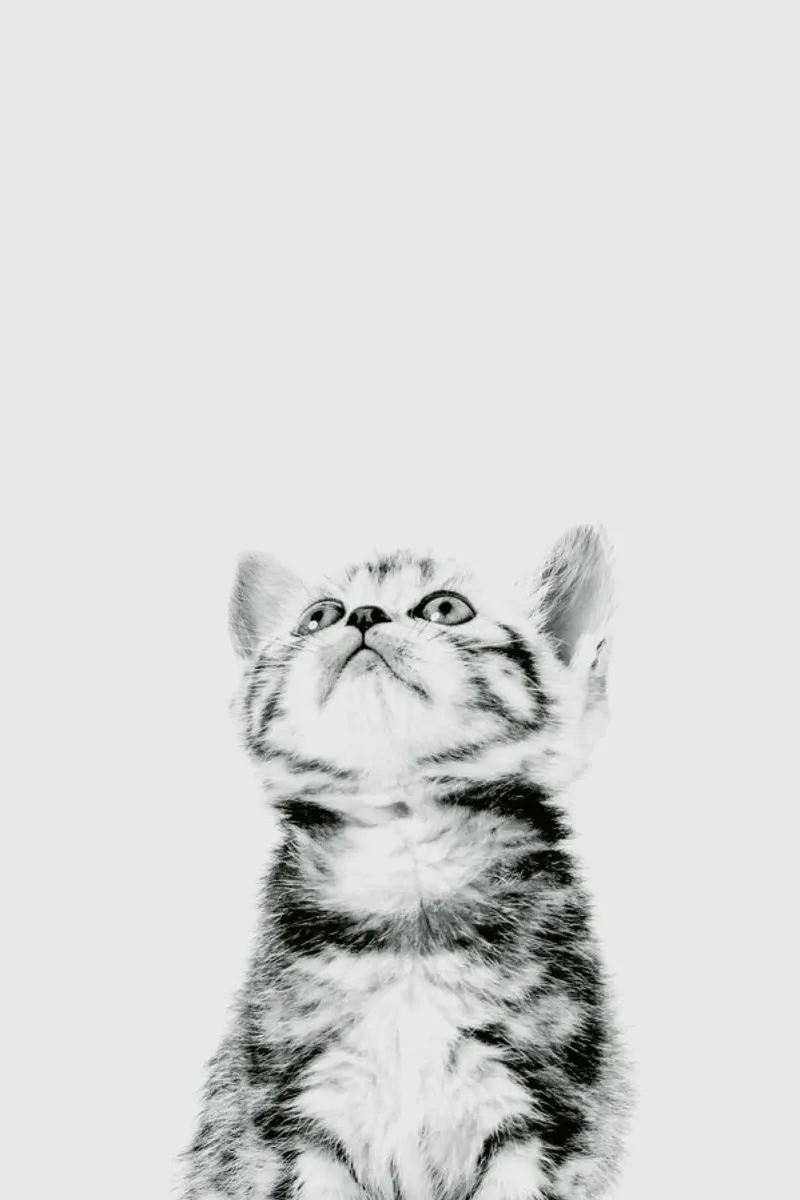 Kitten II pellicola backlit da Paws & Claws