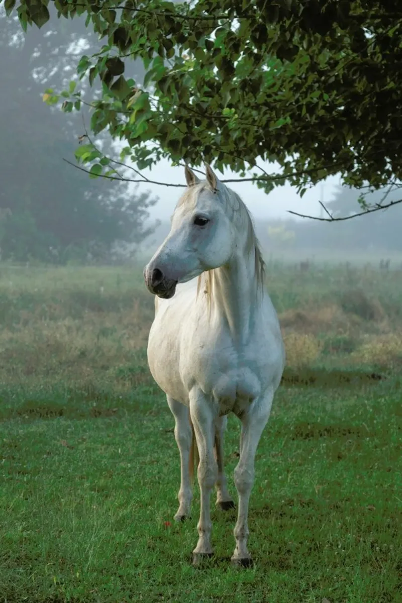 Noble Steed poster da Natural Kingdom