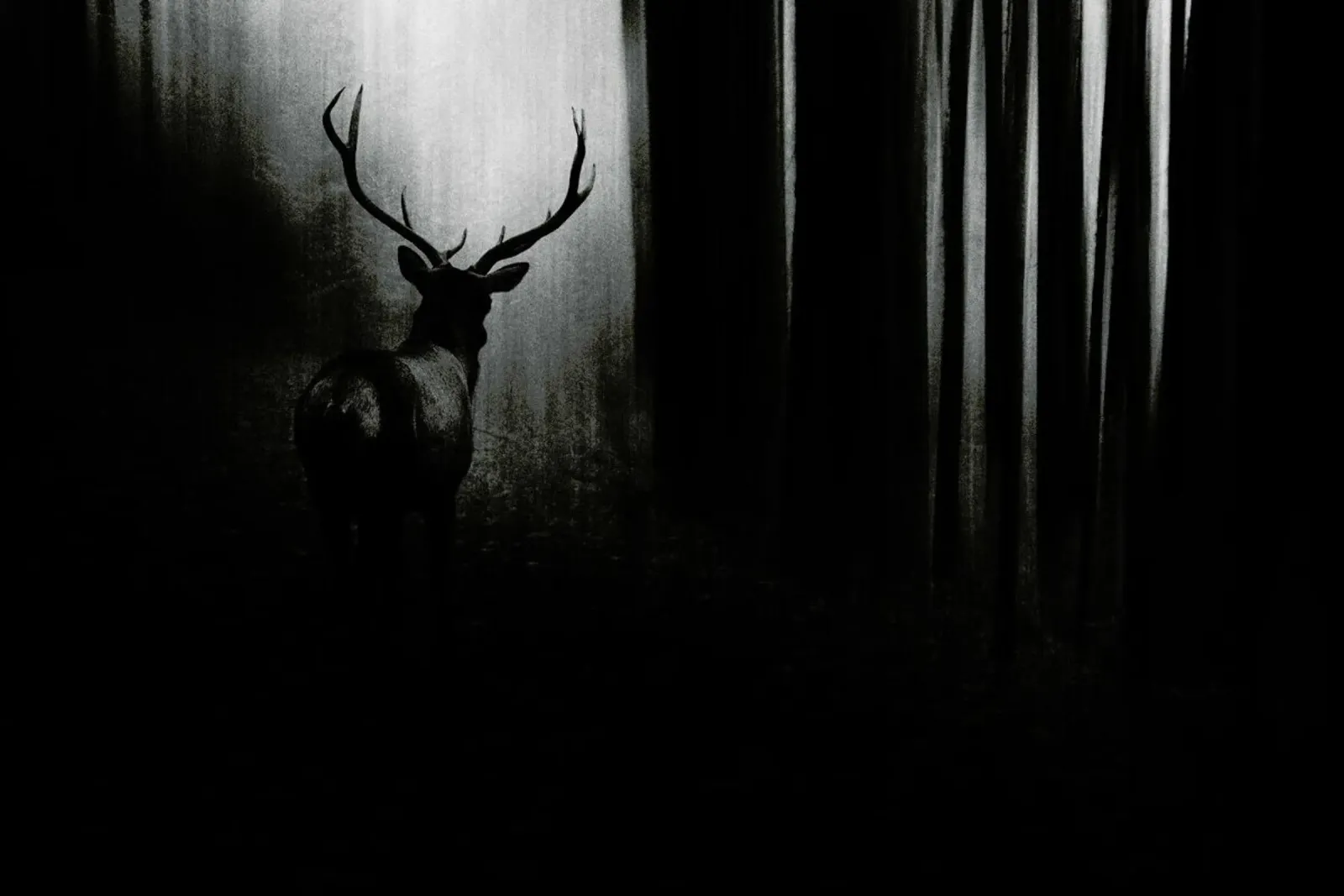 Stag - Doris Reindl alluminio dibond da Pictufy