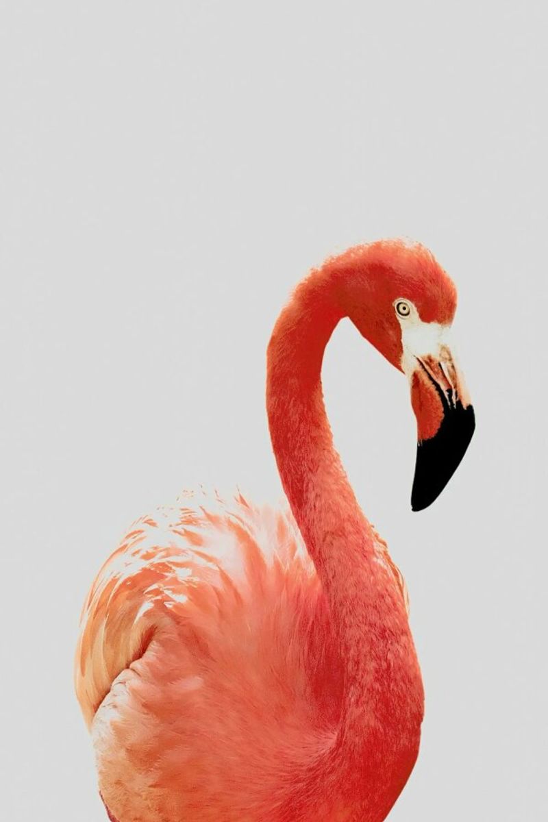 Flamingo II pellicola backlit da Paws & Claws