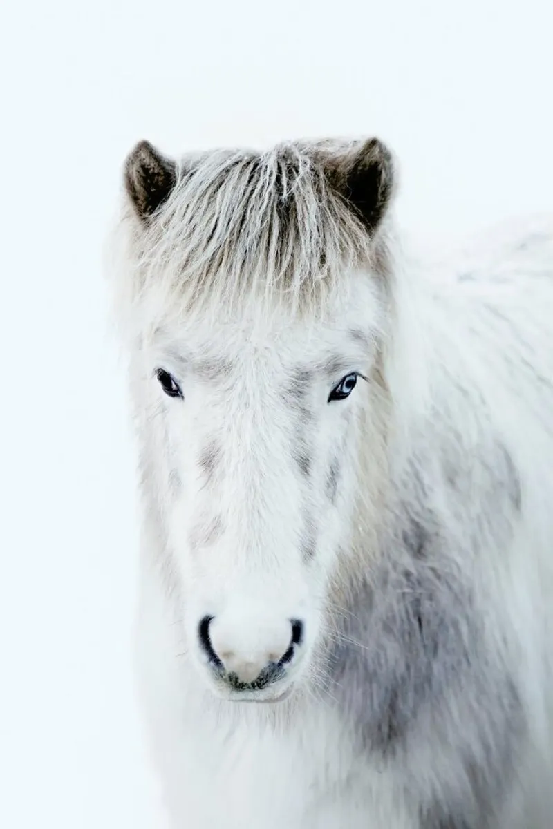 Ghost Horse pellicola backlit da Natural Kingdom