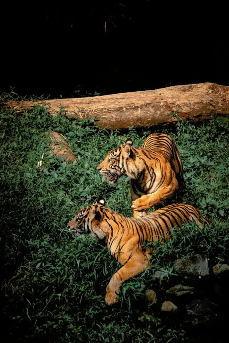 A Killer Couple pellicola backlit da Natural Kingdom