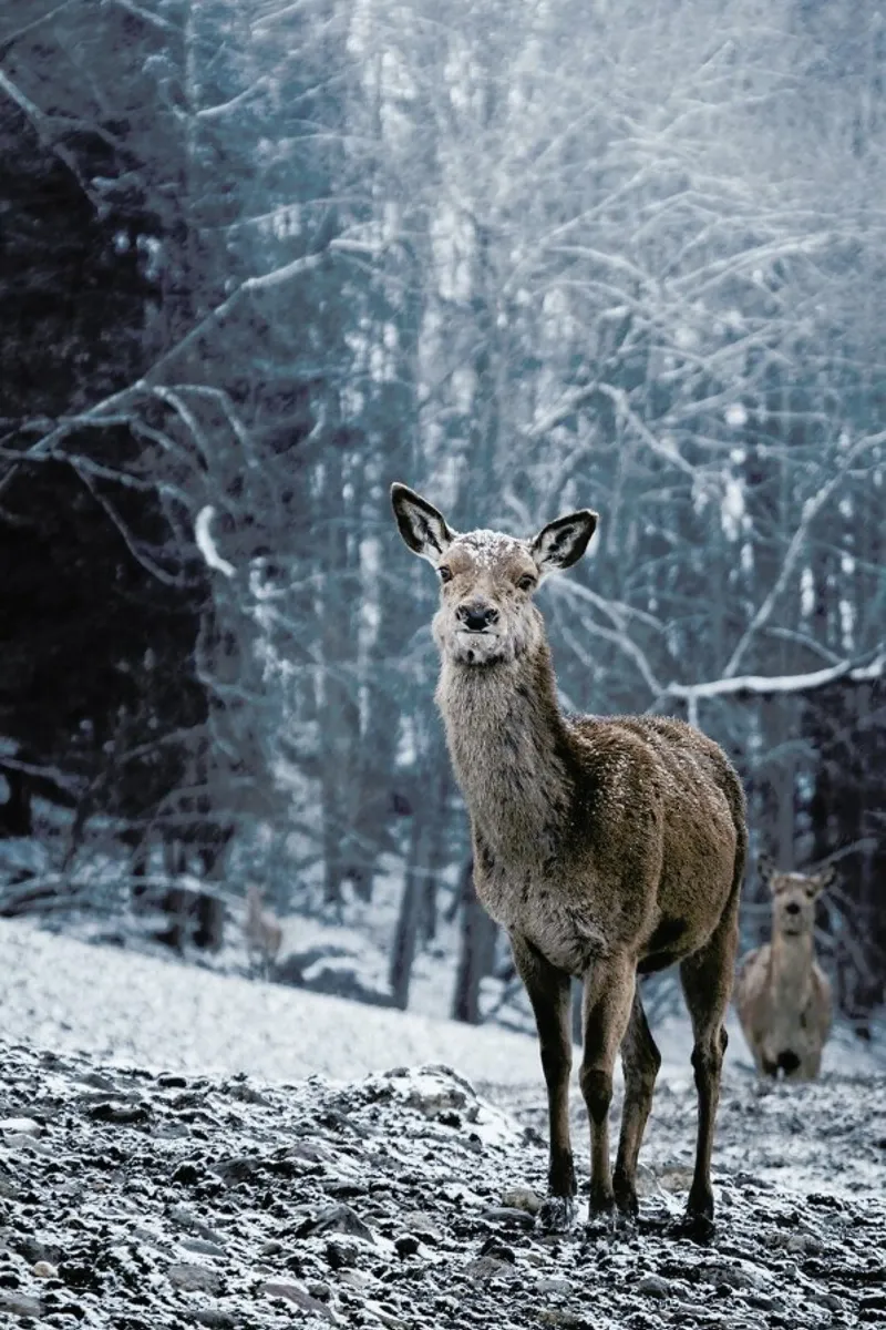 The Snap of a Twig @nilsleithold poster da EyeEm Mobile GmbH