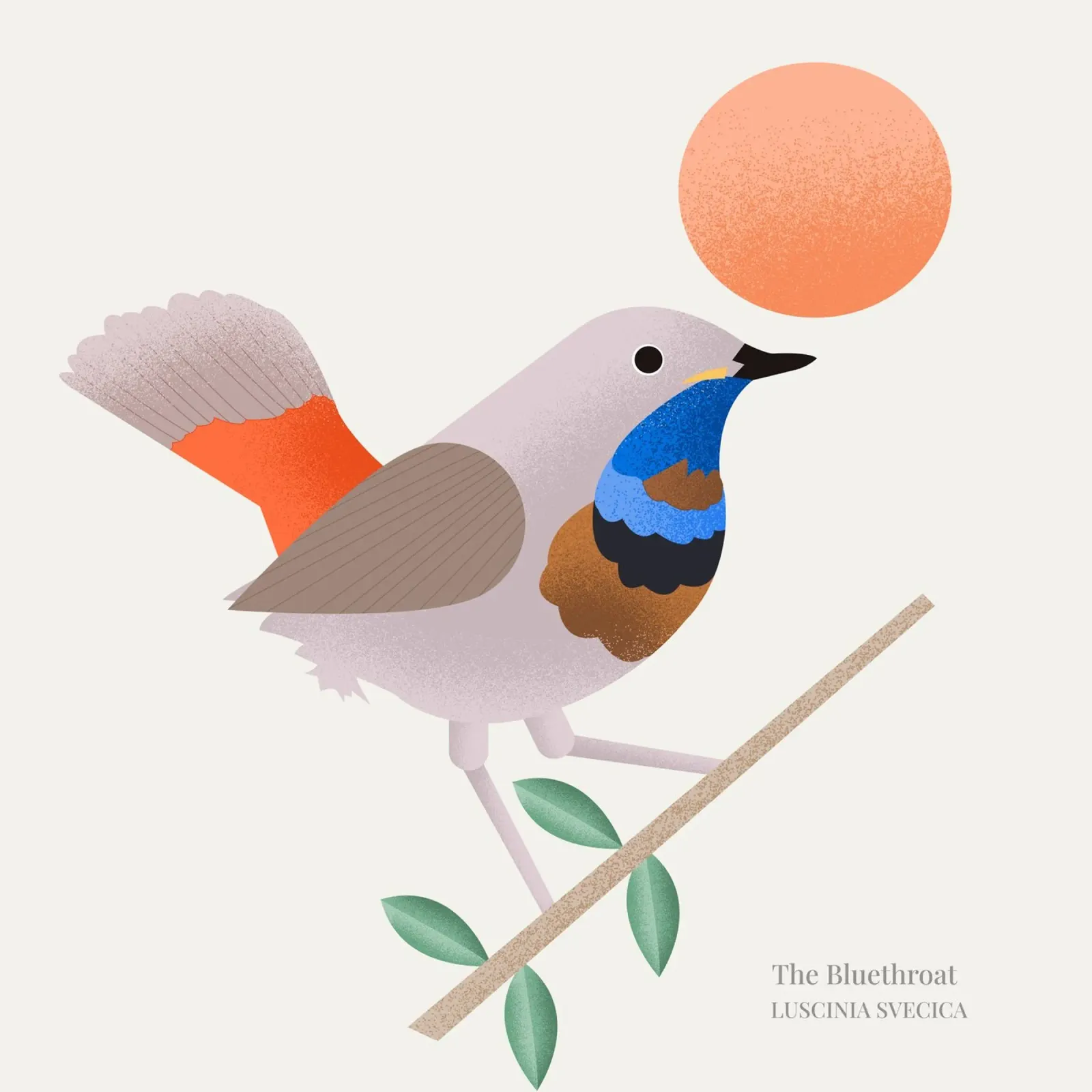 The Bluethroat pellicola backlit da Dharma