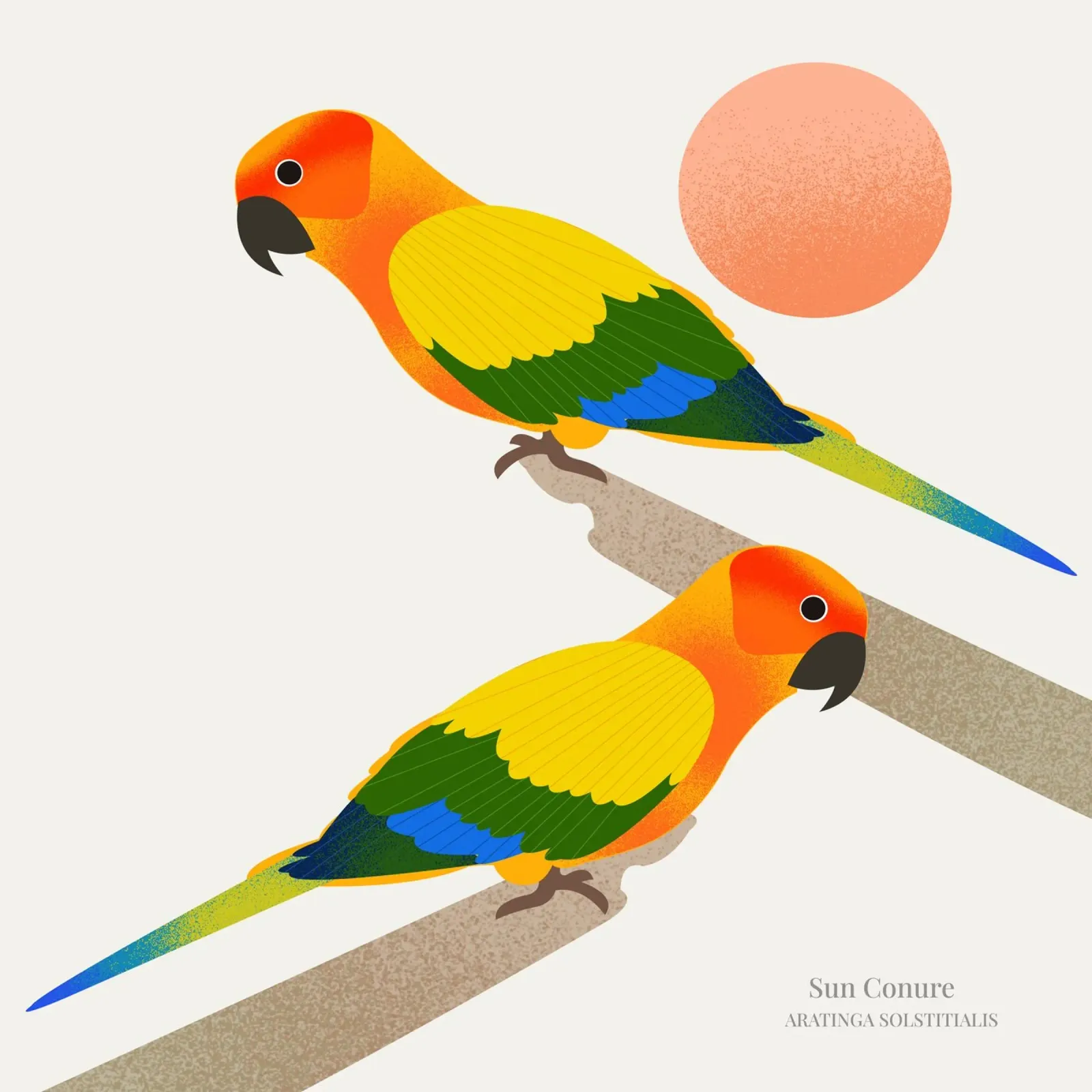 Sun Conure plexiglass da Dharma