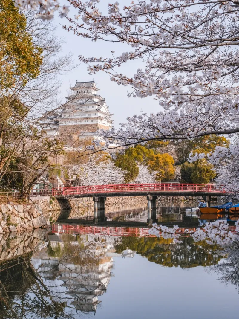I ciliegi in fiore del castello di Himeji, Giappone pellicola backlit da Marcel Bisig