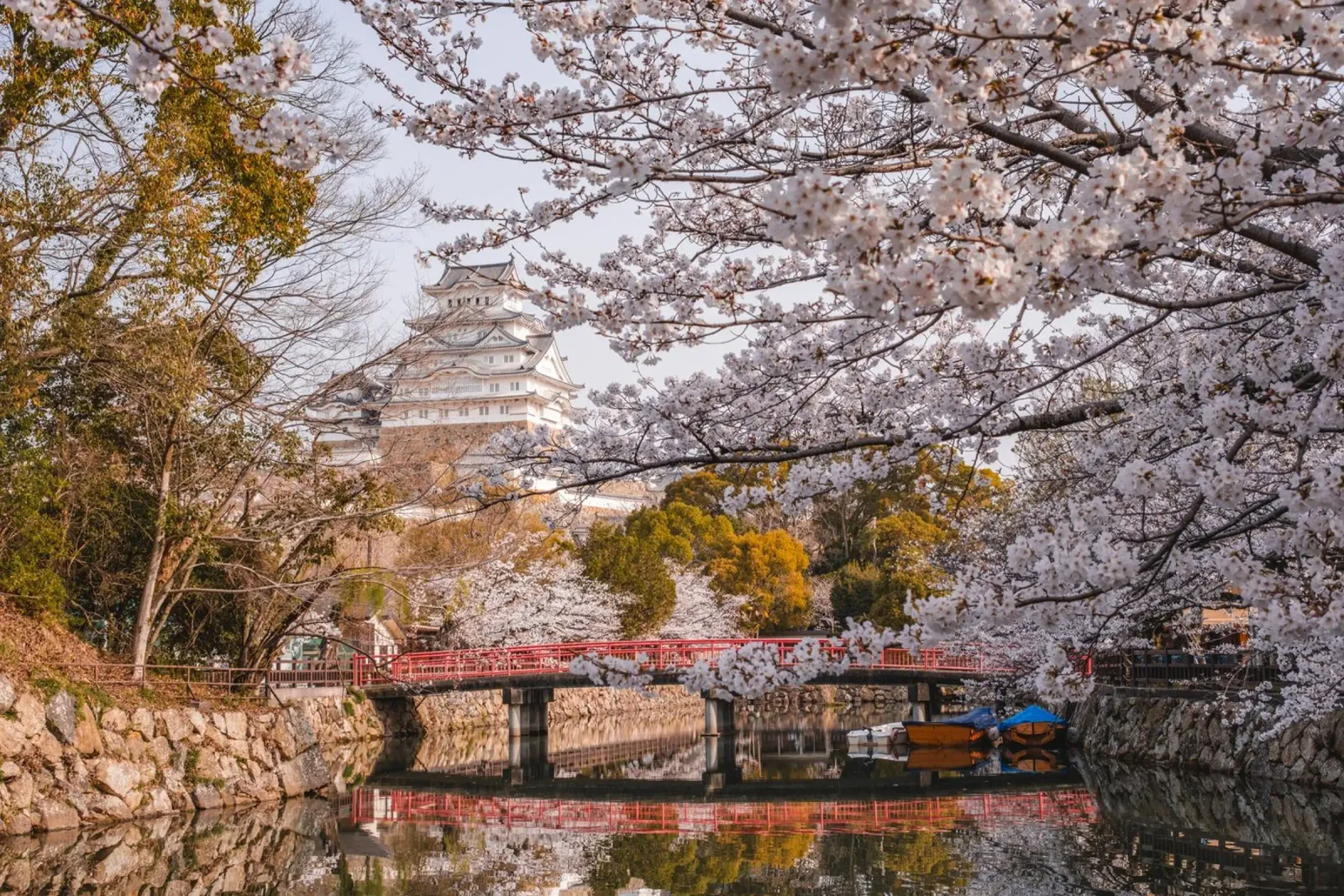 I ciliegi in fiore del castello di Himeji, Giappone pellicola backlit da Marcel Bisig