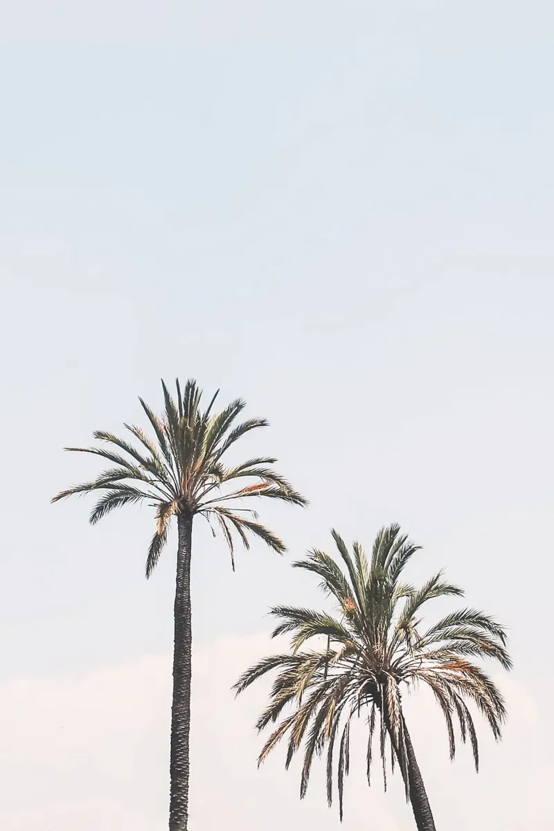 Rom, Italien I Zwei Palmen in einem pastellblauen Sommerhimmel Hahnemühle von Julie Travel Photography