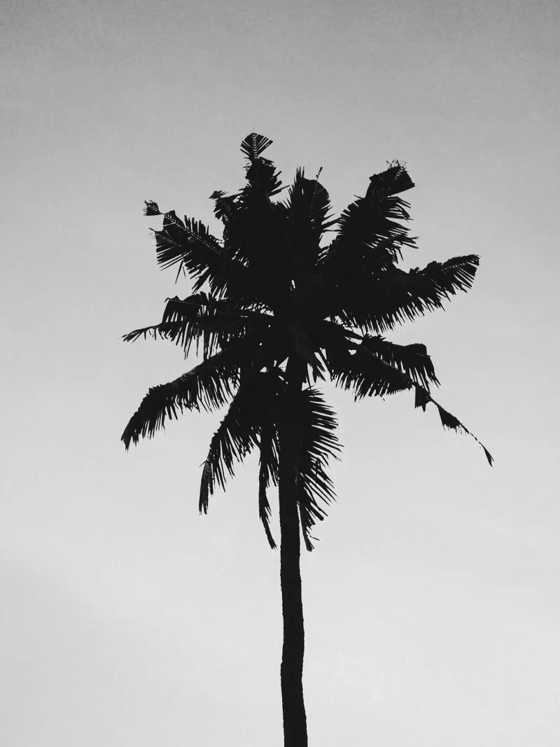 Palm Shape pellicola backlit da treechild