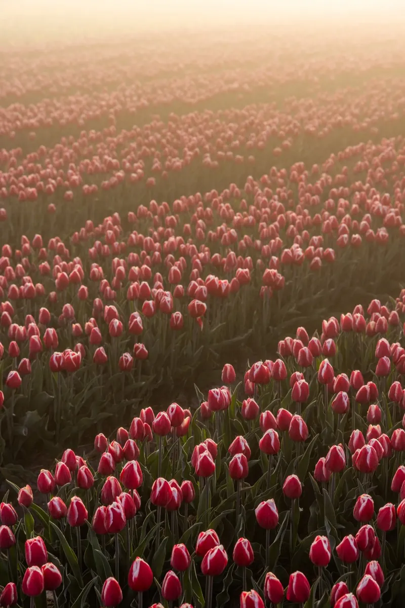 Field Of Flowers carta hahnemühle da Mareike Böhmer Photography