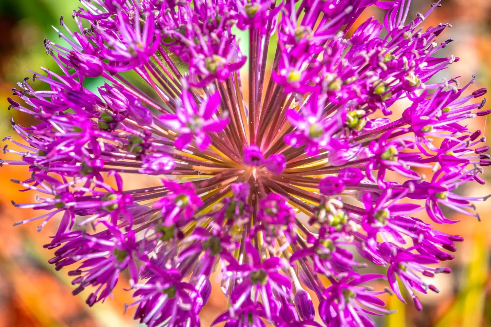Fiore di porro timpanico pellicola backlit da Marcus Beckert | Fotografie