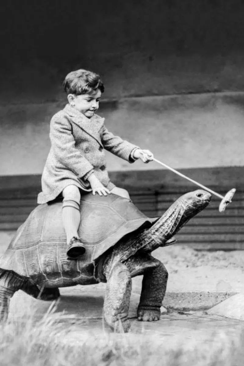 Jongen berijdt reuzenschildpad, zwart-wit Vintage Art canvas met Baklijst van Vibrant Vintage Prints