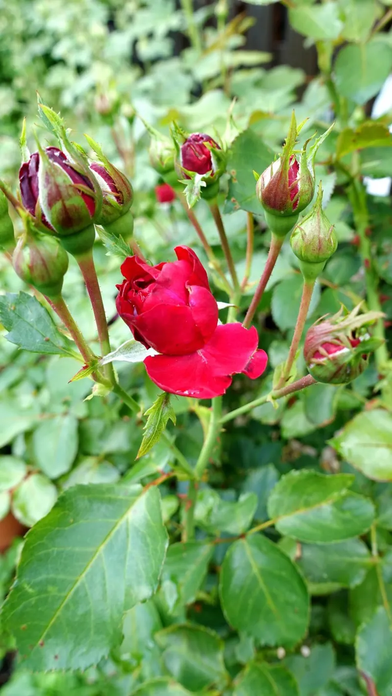 Rote Rose Leinwand von Massimo Frascogna