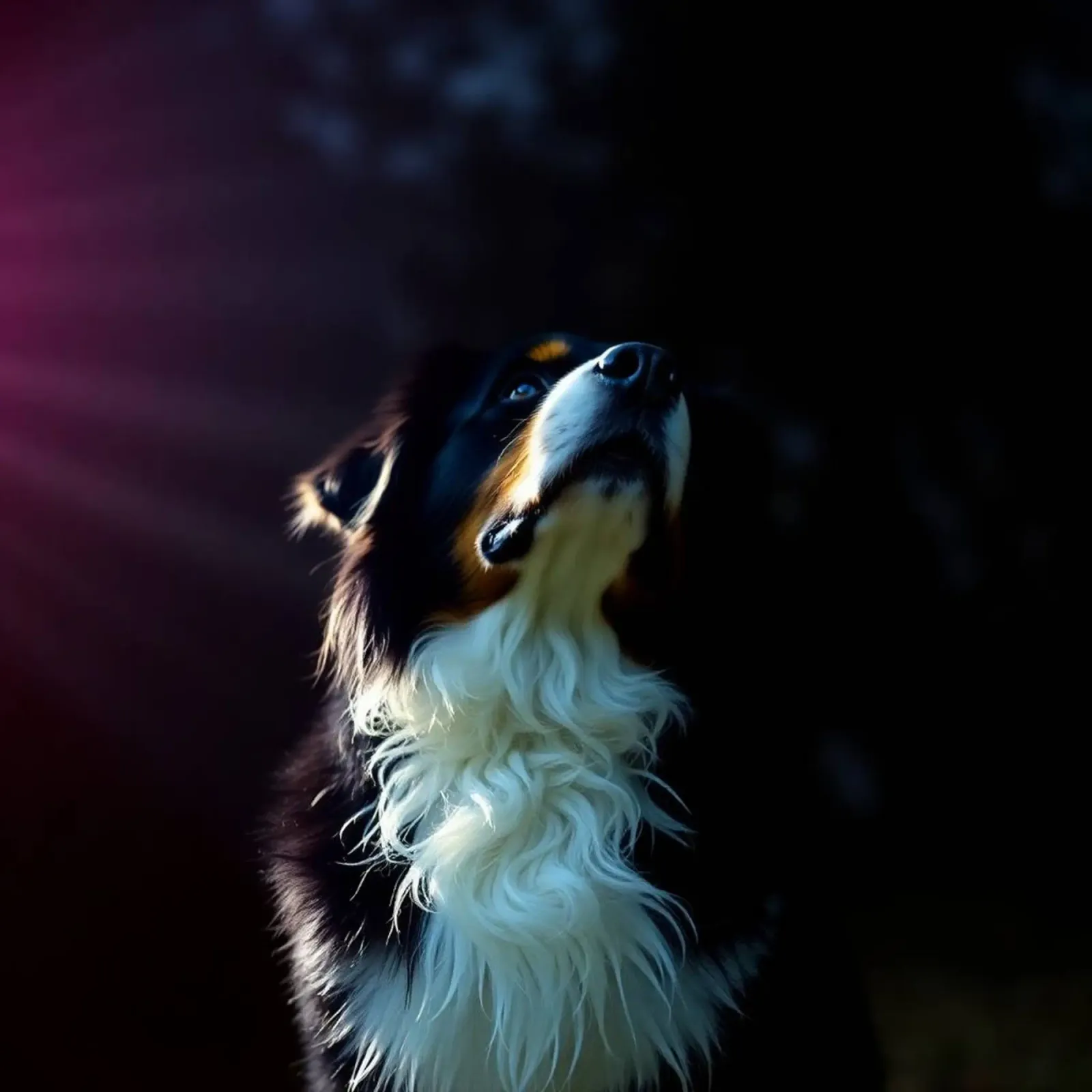 Bellissimo cane da montagna bernese #86 pellicola backlit da Yumis.Beargang.and.Me