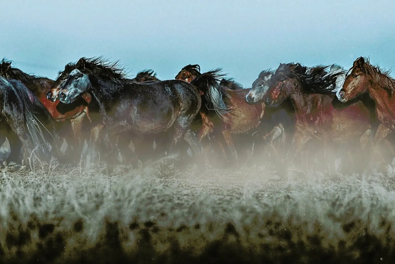 Following The Herd @osnkyli canvas by EyeEm Mobile GmbH