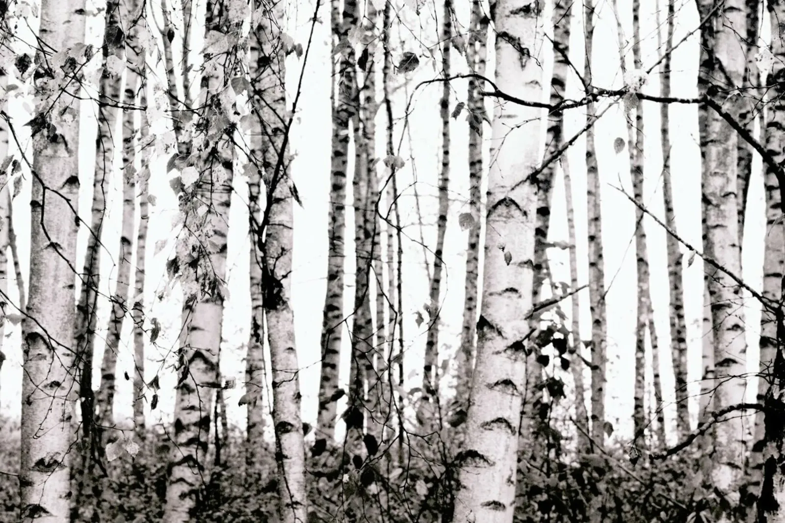 Winter Birches Leinwand von Monika Strigel