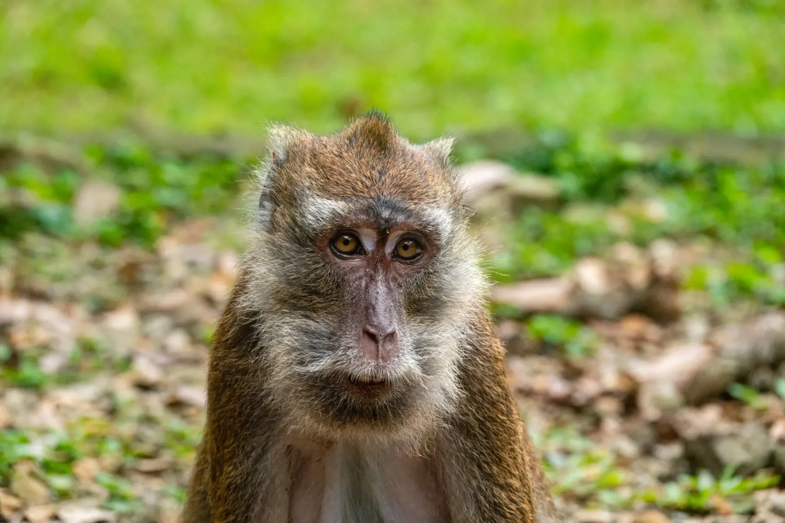 Portrait of a monkey in its natural environment canvas by anderm