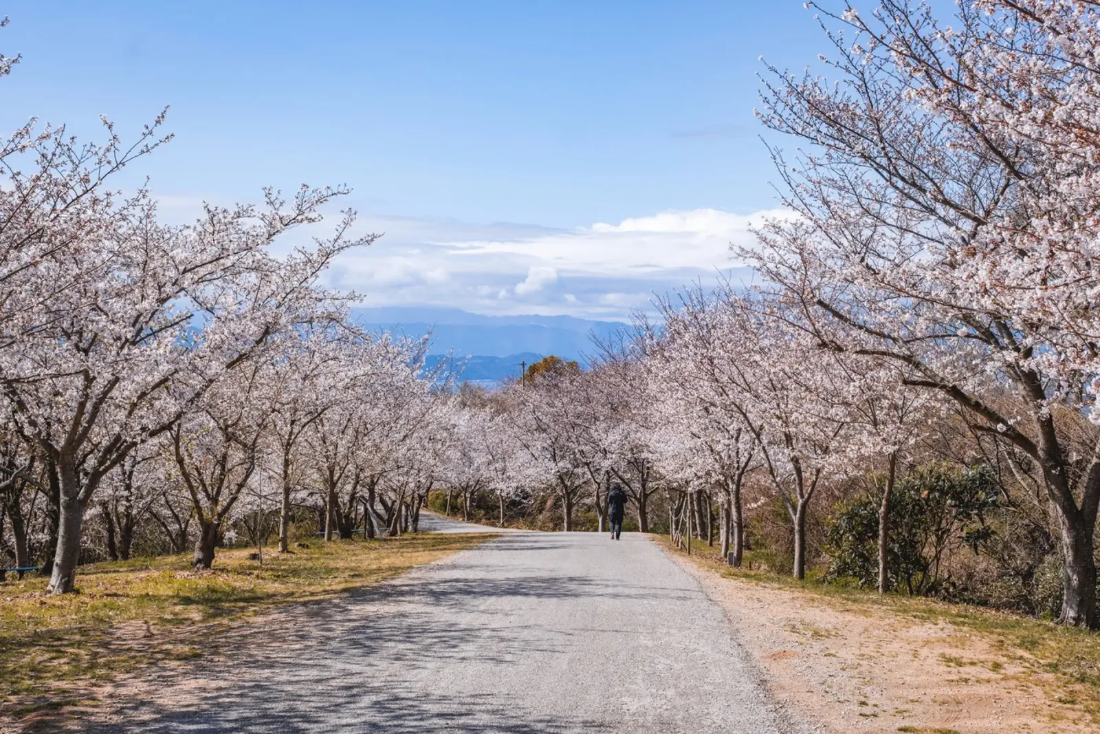 La strada dei ciliegi in fiore - Shikoku, Giappone pellicola backlit da Marcel Bisig