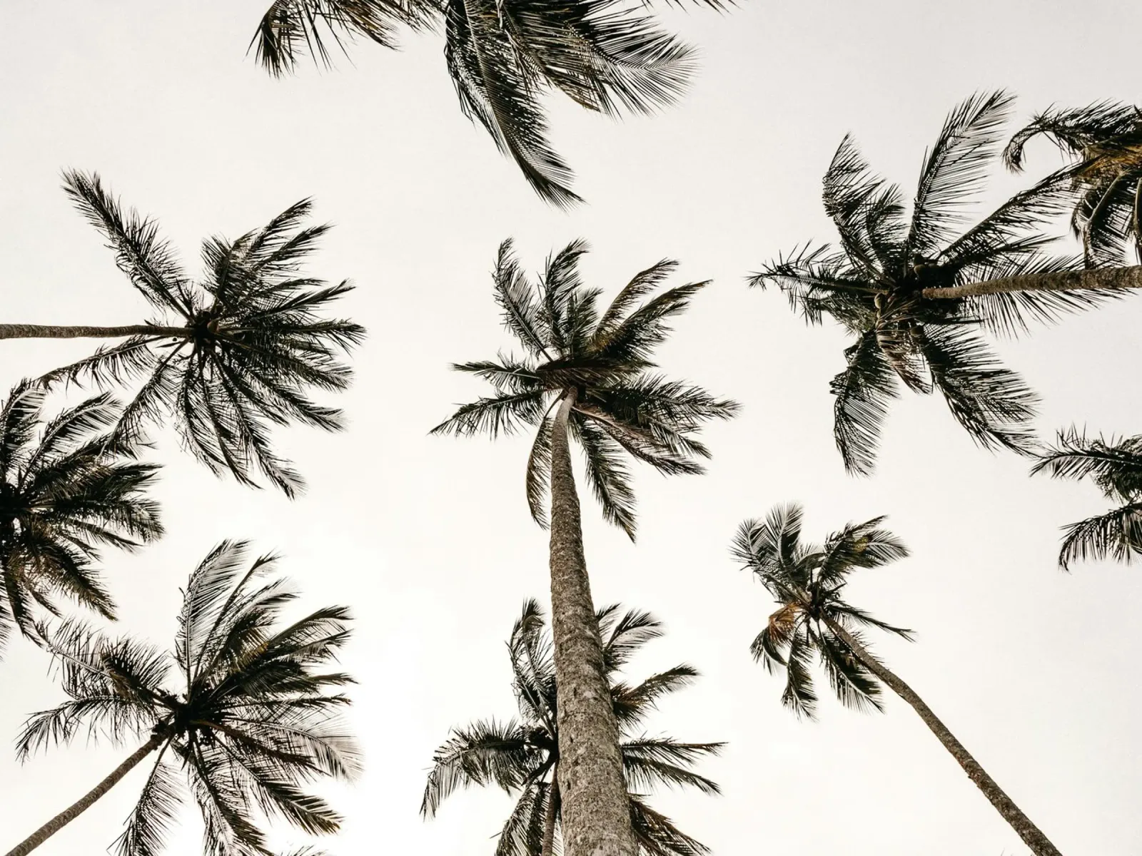Beach Palms pellicola backlit da treechild
