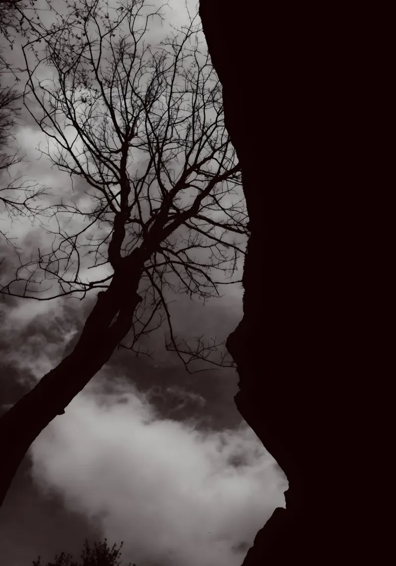 Albero nodoso in una silhouette drammatica pellicola backlit da NA/MO